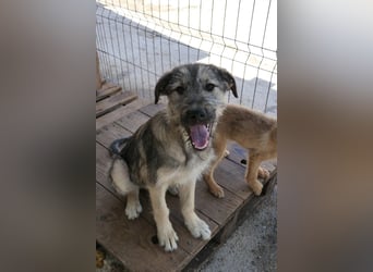 Cooper ist ein total freundlicher, fröhlicher Junghund, der auf seine Menschen wartet