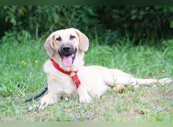 Wer schenkt unserem unsicheren Teo ein behütetes Zuhause?