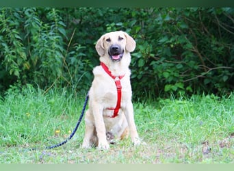 Wer schenkt unserem unsicheren Teo ein behütetes Zuhause?