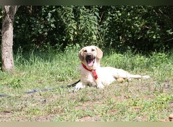 Wer schenkt unserem unsicheren Teo ein behütetes Zuhause?