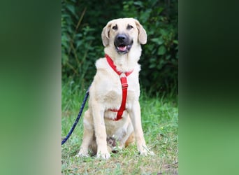 Wer schenkt unserem unsicheren Teo ein behütetes Zuhause?