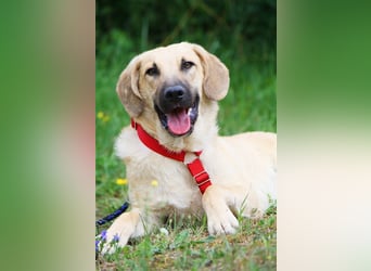 Wer schenkt unserem unsicheren Teo ein behütetes Zuhause?