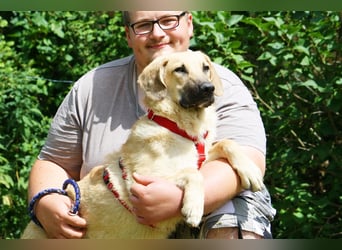 Wer schenkt unserem unsicheren Teo ein behütetes Zuhause?