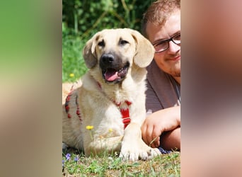 Wer schenkt unserem unsicheren Teo ein behütetes Zuhause?