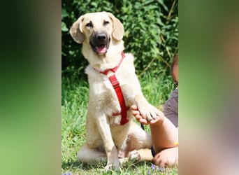 Wer schenkt unserem unsicheren Teo ein behütetes Zuhause?