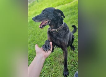 Zoran, Mischling, geb. 2011, sucht Einzelplatz und Besitzer mit Grundstück