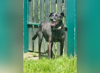 Zoran, Mischling, geb. 2011, sucht Einzelplatz und Besitzer mit Grundstück