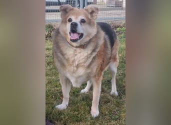 Lucky, Mischling, geb. 2013, su. ebenerdiges Zuhause, gern als Einzelhund