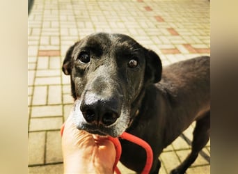 Zoran, Mischling, geb. 2011, sucht Einzelplatz und Besitzer mit Grundstück