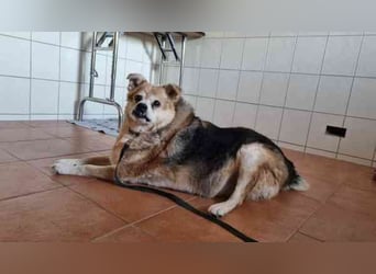 Lucky, Mischling, geb. 2013, su. ebenerdiges Zuhause, gern als Einzelhund