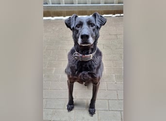 Zoran, Mischling, geb. 2011, sucht Einzelplatz und Besitzer mit Grundstück