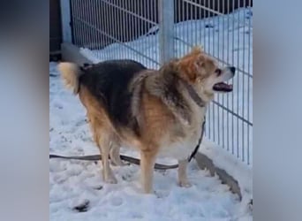 Lucky, Mischling, geb. 2013, su. ebenerdiges Zuhause, gern als Einzelhund