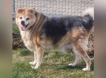 Lucky, Mischling, geb. 2013, su. ebenerdiges Zuhause, gern als Einzelhund