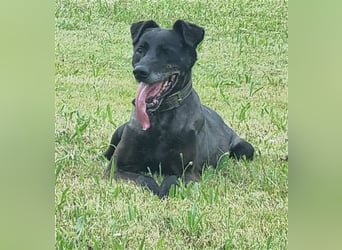 Zoran, Mischling, geb. 2011, sucht Einzelplatz und Besitzer mit Grundstück