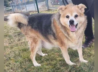 Lucky, Mischling, geb. 2013, su. ebenerdiges Zuhause, gern als Einzelhund