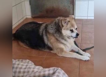 Lucky, Mischling, geb. 2013, su. ebenerdiges Zuhause, gern als Einzelhund