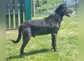 Zoran, Mischling, geb. 2011, sucht Einzelplatz und Besitzer mit Grundstück