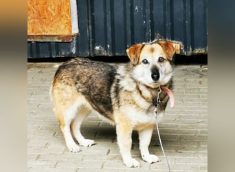 Dee, Schäferhundmix sucht hunderfahrene Besitzer