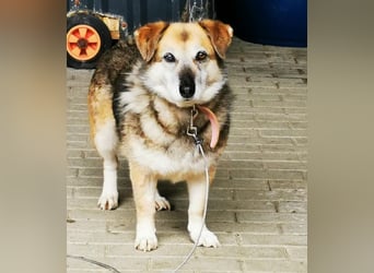 Dee, Schäferhundmix sucht hunderfahrene Besitzer
