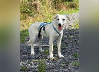 Liebevolles Zuhause gesucht für Kora