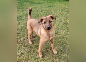 Findus in Sankt Augustin sucht ein Zuhause