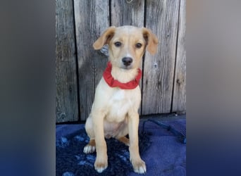 Peach sucht eine Für-immer-Familie