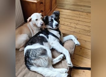Loki, Besitzer schwer erkrankt