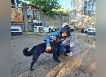 Lucky sucht ein Für-immer-Zuhause