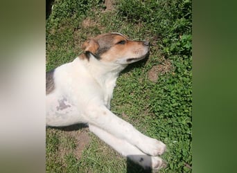 Aufgeweckter lieber Ripley