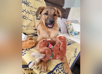 Findus in Sankt Augustin sucht ein Zuhause