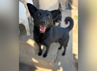 Lucky sucht ein Für-immer-Zuhause