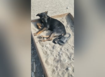 Mira sucht ihr Für-immer-Zuhause