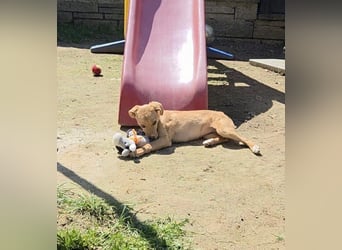 Peach sucht eine Für-immer-Familie