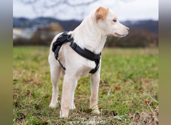 Hübsche junge Fleur sucht ein Zuhause