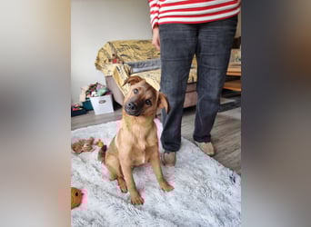 Findus in Sankt Augustin sucht ein Zuhause