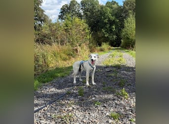 Liebevolles Zuhause gesucht für Kora