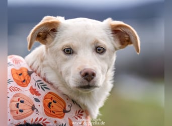 Hübsche junge Fleur sucht ein Zuhause