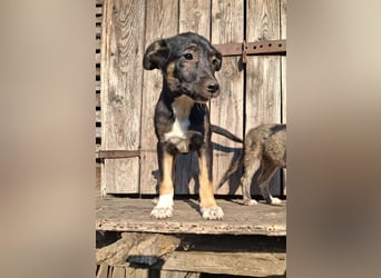 Amy sucht ein Für-immer-Zuhause