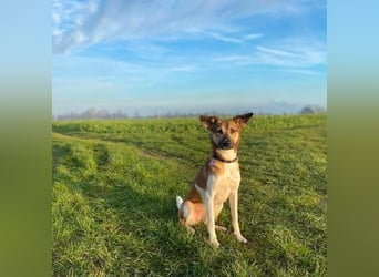 Vega, auf der Suche nach einem neuen Zuhause