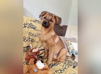 Findus in Sankt Augustin sucht ein Zuhause