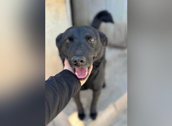 Lucky sucht ein Für-immer-Zuhause