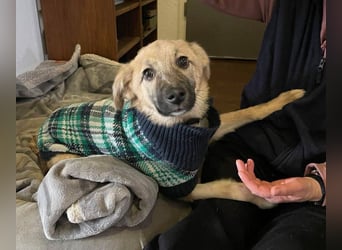 Aufgeweckter, lieber Junghund auf der Suche