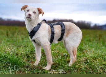 Hübsche junge Fleur sucht ein Zuhause