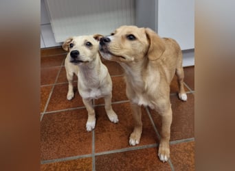 Peach sucht eine Für-immer-Familie