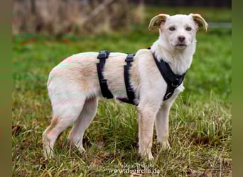 Hübsche junge Fleur sucht ein Zuhause