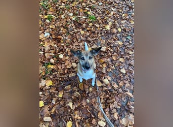 Vega sucht ein Zuhause