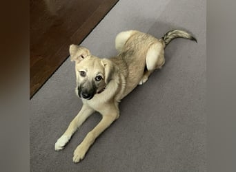 Aufgeweckter, lieber Junghund auf der Suche