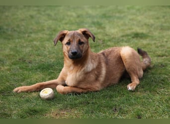 Findus in Sankt Augustin sucht ein Zuhause