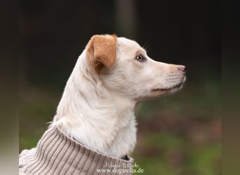 Hübsche junge Fleur sucht ein Zuhause