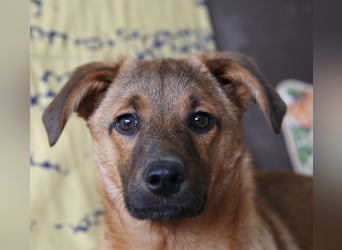 Findus in Sankt Augustin sucht ein Zuhause